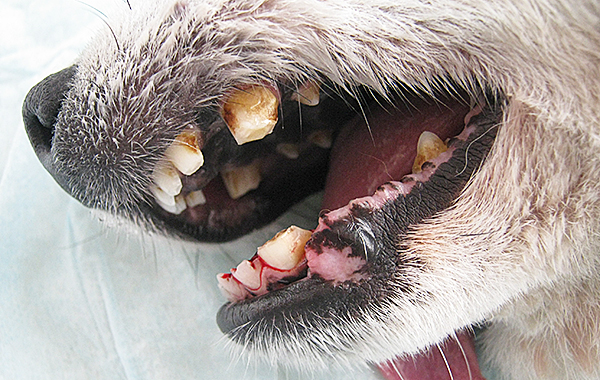 犬歯カット