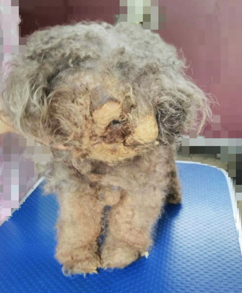 福島の2頭のトリミング