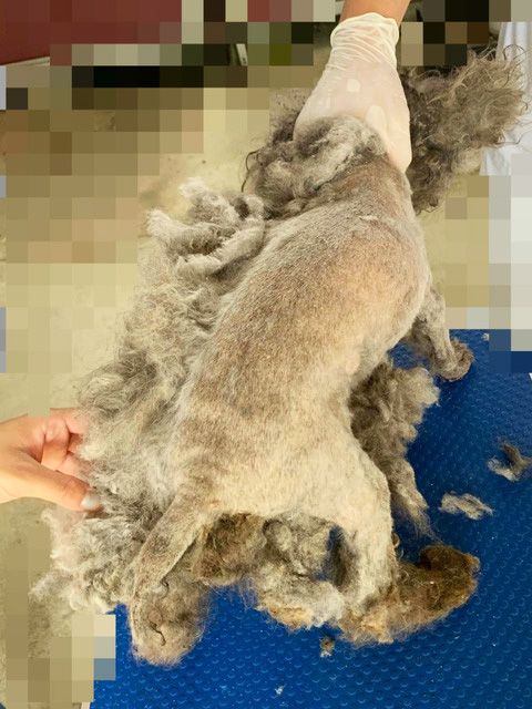 福島の2頭のトリミング