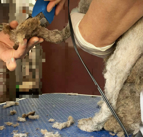 福島の2頭のトリミング