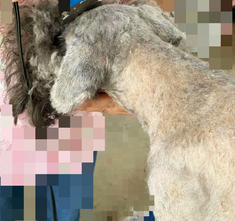 福島の2頭のトリミング