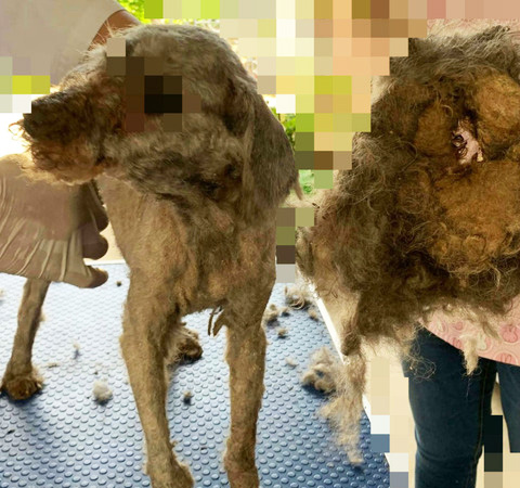 福島の2頭のトリミング