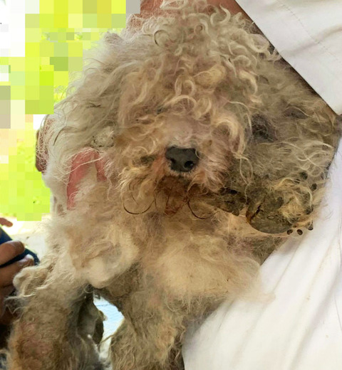 福島の2頭のトリミング