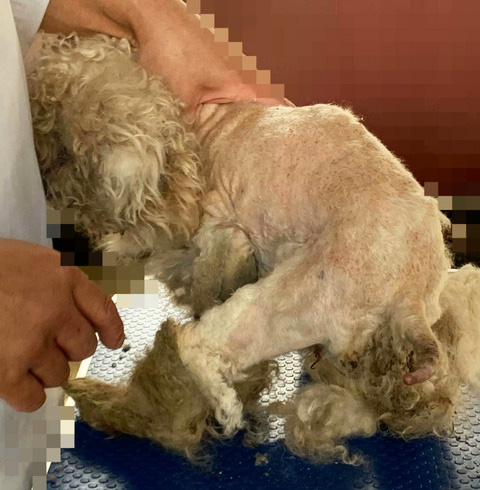 福島の2頭のトリミング