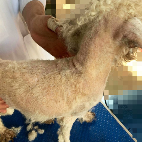 福島の2頭のトリミング