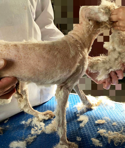 福島の2頭のトリミング