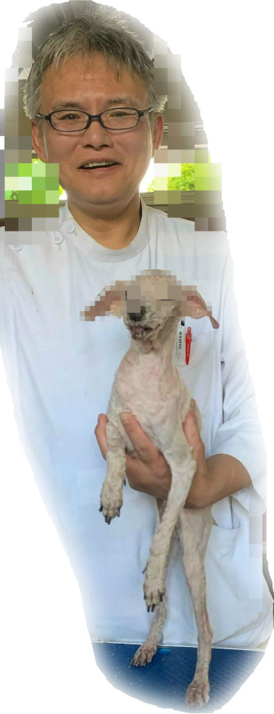 福島の2頭のトリミング