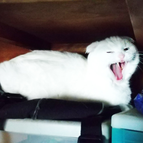 スコティッシュフォールド