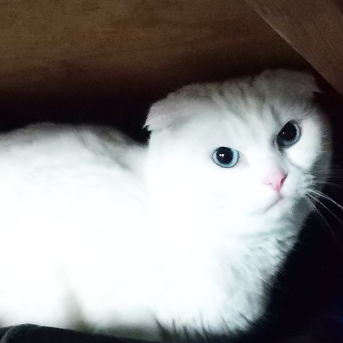 スコティッシュフォールド