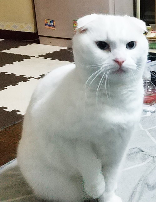 スコティッシュフォールド